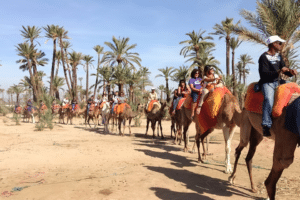 Dromadaire à la Palmeraie de Marrakech
